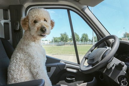 dog-g306d491eb_640